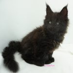 Black Shadow x Vera Velicita