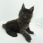 Black Shadow x Vera Velicita