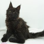 Black Shadow x Vera Velicita