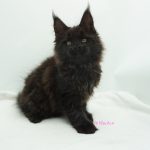 Black Shadow x Vera Velicita