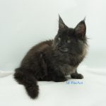 Black Shadow x Vera Velicita