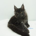 Black Shadow x Vera Velicita