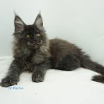 Black Shadow x Vera Velicita