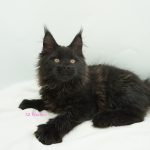Black Shadow x Vera Velicita