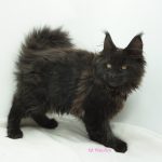 Black Shadow x Vera Velicita