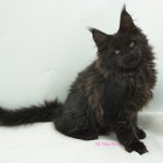 Black Shadow x Vera Velicita
