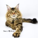 Galerie - Botschafter der Maine Coon Cattery of Bloomingtree