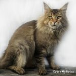 Galerie - Botschafter der Maine Coon Cattery of Bloomingtree