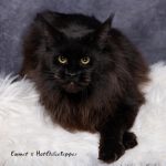 Galerie - Botschafter der Maine Coon Cattery of Bloomingtree