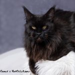 Galerie - Botschafter der Maine Coon Cattery of Bloomingtree