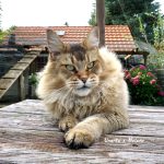 Galerie - Botschafter der Maine Coon Cattery of Bloomingtree
