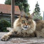Galerie - Botschafter der Maine Coon Cattery of Bloomingtree