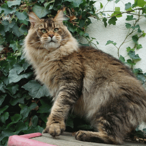 Maine Coon Kater