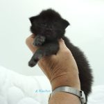 Black Shadow x Good Girl