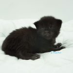 Black Shadow x Good Girl