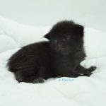 Black Shadow x Good Girl