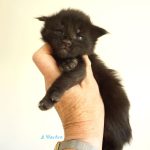 Black Shadow x Good Girl