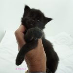 Black Shadow x Good Girl