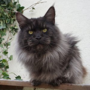Aktueller Wurf - Kitten of Bloomingtree