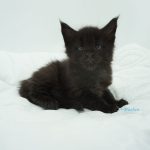 Black Shadow x Good Girl