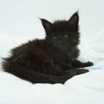 Black Shadow x Good Girl