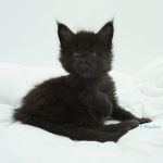 Black Shadow x Good Girl