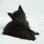 Black Shadow x Good Girl