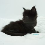 Black Shadow x Good Girl