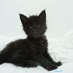 Black Shadow x Good Girl