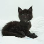 Black Shadow x Good Girl