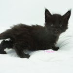 Black Shadow x Good Girl