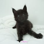 Black Shadow x Good Girl
