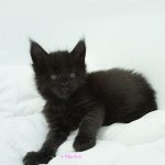 Black Shadow x Good Girl
