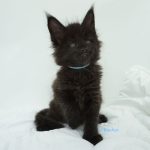Black Shadow x Good Girl