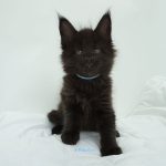 Black Shadow x Good Girl