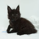 Black Shadow x Good Girl