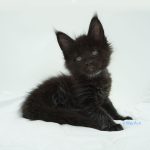 Black Shadow x Good Girl