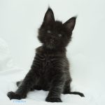 Black Shadow x Good Girl