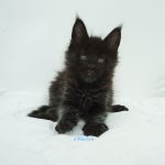 Black Shadow x Good Girl