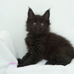 Black Shadow x Good Girl