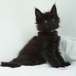 Black Shadow x Good Girl
