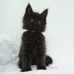 Black Shadow x Good Girl