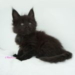 Black Shadow x Good Girl