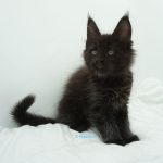 Black Shadow x Good Girl