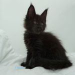Black Shadow x Good Girl