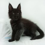 Black Shadow x Good Girl
