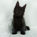 Black Shadow x Good Girl