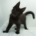 Black Shadow x Good Girl