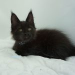 Black Shadow x Good Girl