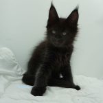 Black Shadow x Good Girl